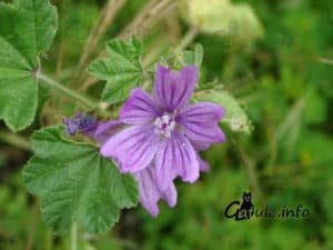 La Malva Sylvestris Gatule Info Propiedades Y Usos