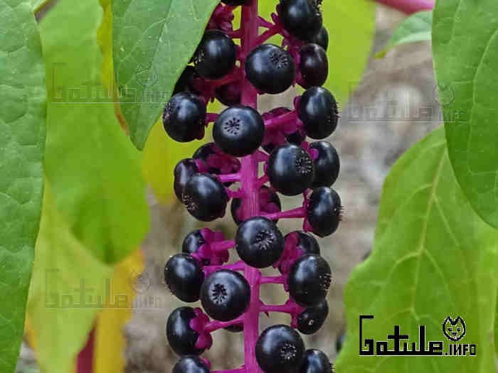 phytolacca americana