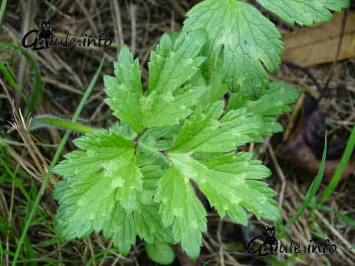 Ranunculus repens hojas ranunculus repens