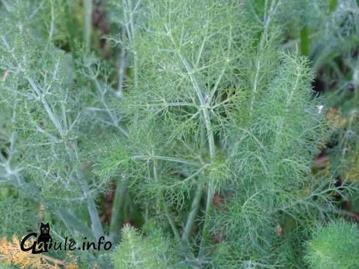 Foeniculum vulgare hojas hinojo planta