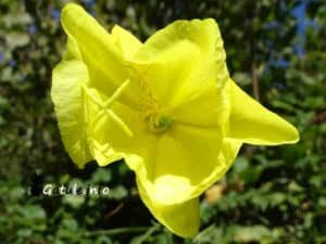 flor Oenothera