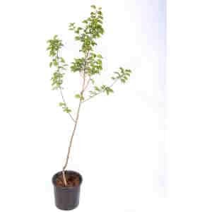albérchigo prunus armeniaca