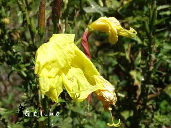 Oenothera flores