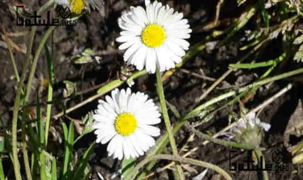 La planta margarita propiedades - para que sirve usos flor bellis 