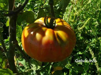 Solanum Lycopersicum o tomate