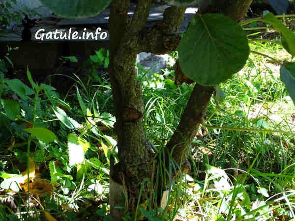 Propiedades del Kiwi tallo actinidia deliciosa