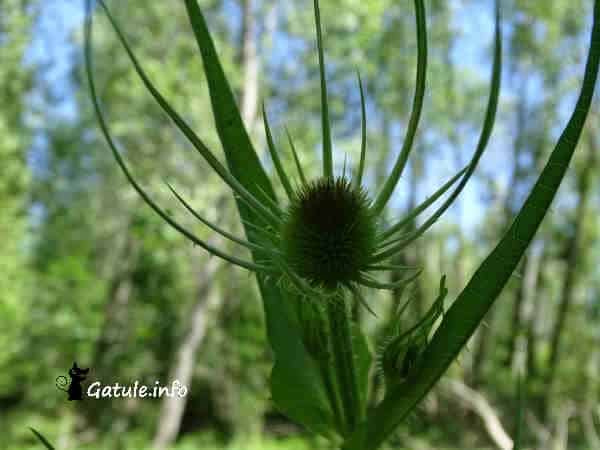 Dipsacus Fullonum flor