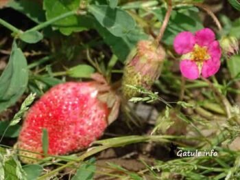 fresa o fragaria x ananassa