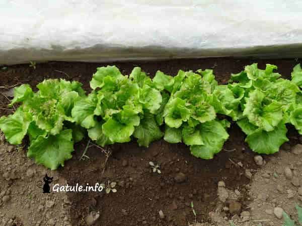 La Lechuga Cultivo y Propiedades Propiedades cultivo lechuga
