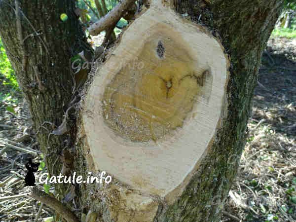 madera sambucus nigra o sauco