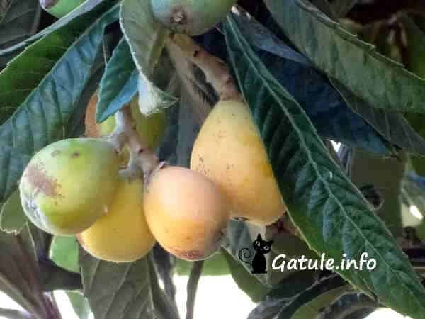 El Níspero níspero del japon