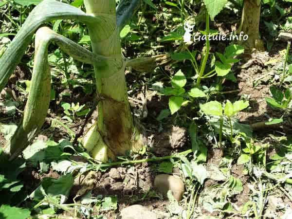 propiedades planta cebolla