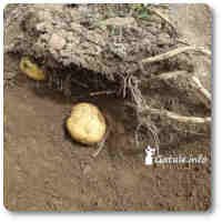 plantar patatas
