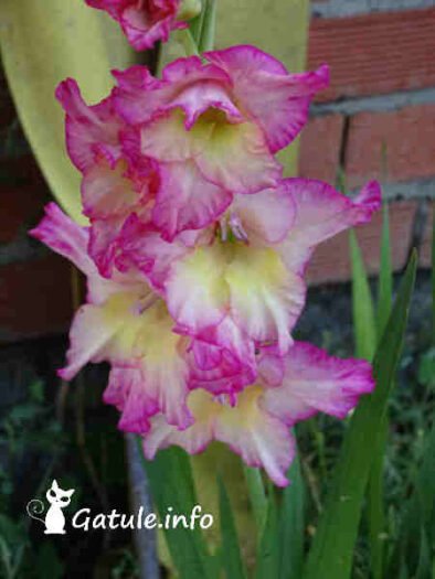 Los gladiolos » Gatule.info » 10 Tips Cultivo Gladiolus L.