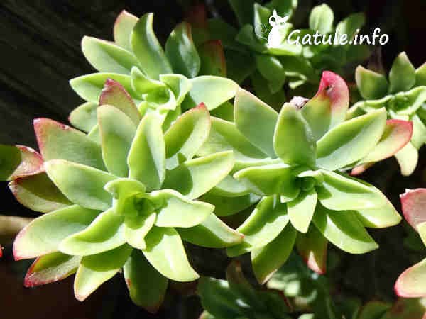 Sedum spathulifolium hojas planta Sedum spathulifolium