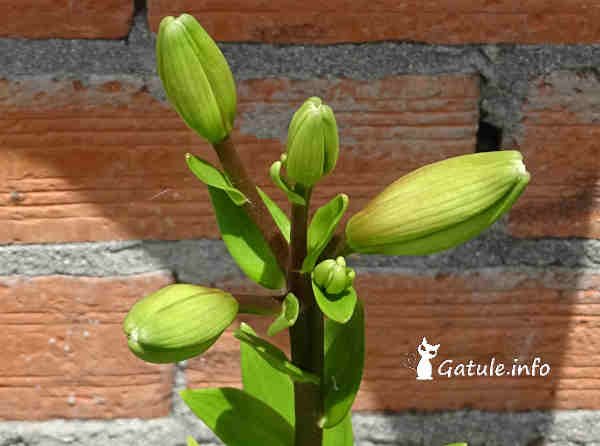 Azucena o Lirio »  » 10 tips cuidados Lilium L