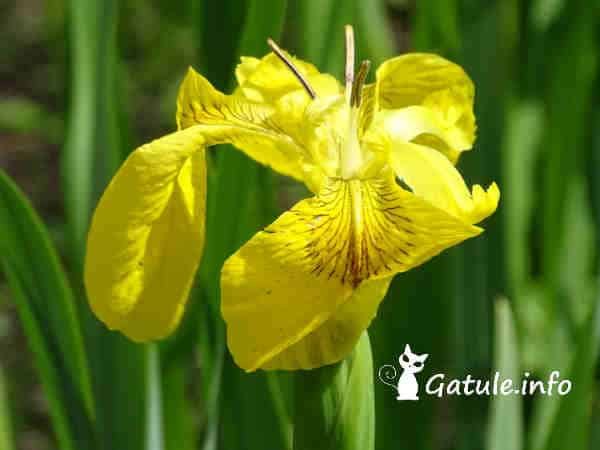 Lirio amarillo flor lirio amarillo