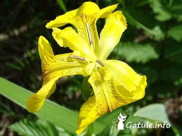 Lirio amarillo »  » 10 Usos Iris pseudacorus L.