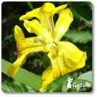 lirio amarillo propiedades planta