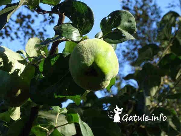 fruto árbol membrillero