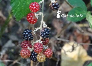 moras silvestres Rubus ulmifolius
