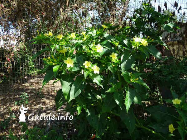 Mirabilis Jalapa » Gatule.info » Cuidados Dondiego De Noche