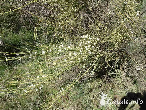 Retama monosperma retama monosperma planta