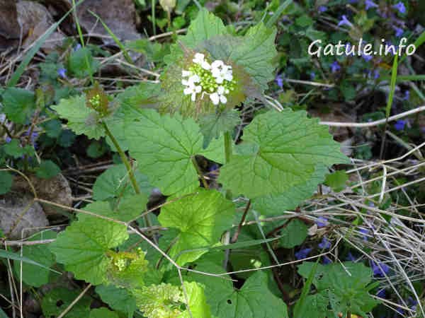 Alliaria petiolata alliaria officinalis