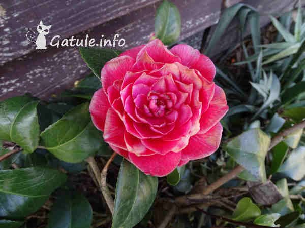flor camellia japonica