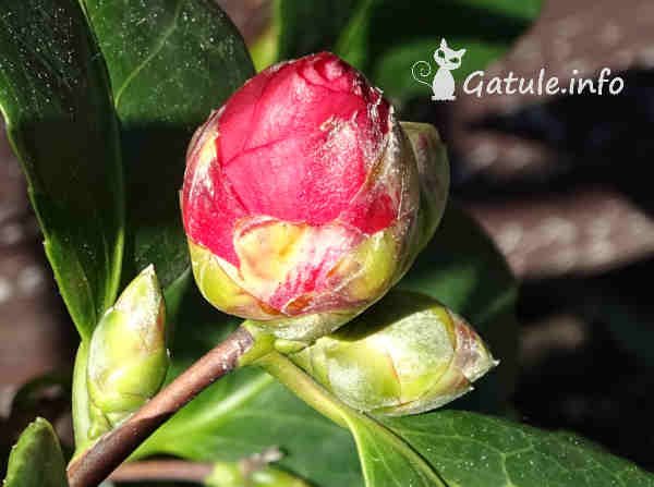 capullo camellia japonica
