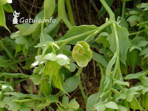 Helleborus foetidus Helleborus foetidus