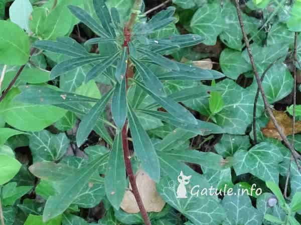Hojas Euphorbia amygdaloides