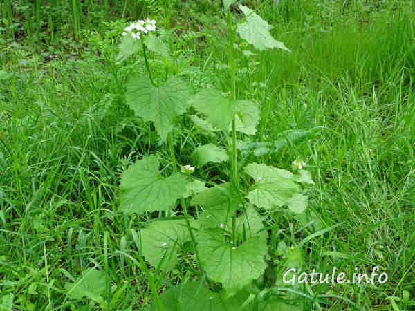 Alliaria petiolata hierba ajera