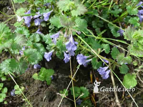 Glechoma hederacea hiedra terrestre