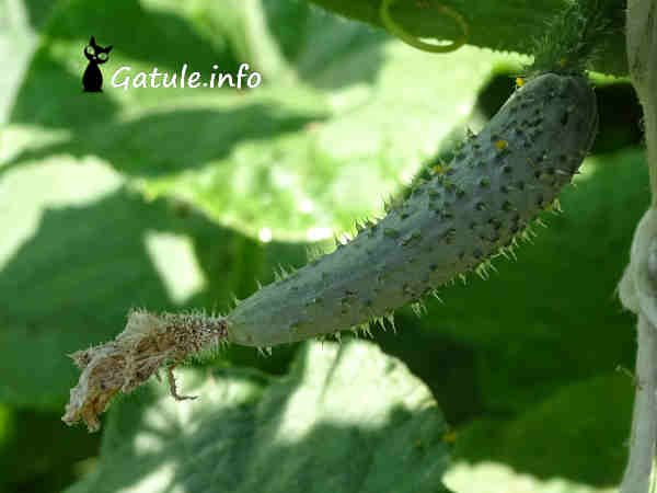 El pepino pequeño pepino