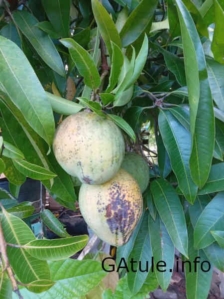 mangifera indica